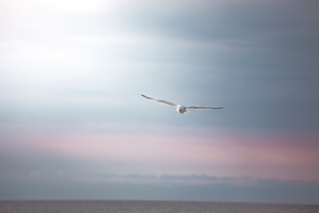 gull