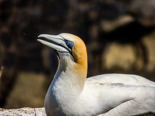 Gannets gather together during mating season. Murawai Beach, Auckland, New Zealand
