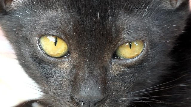 close up black cat with yellow eyes
