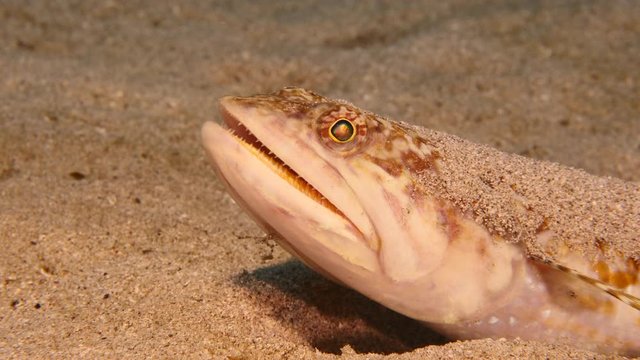 Close up of Sand Diver fish in coral reef of the Caribbean Sea around Curacao