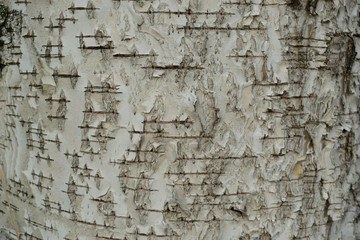 white textured birch bark background