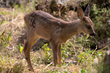Capreolus capreolus, zartes Reh Kitz im Gras