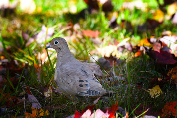 Mourning Dove on the forest ground