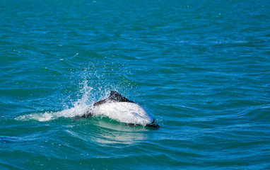 Delfin de Commerson o Tonina Overa (Cephalorhynchus commersonii),Ria Deseado, Puerto Deseado, Patagonia, Argentina. Commerson's Dolphin © JUAN CARLOS MUNOZ