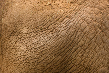 Abstract textured background of close up detail of an asian elephant skin