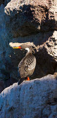 Cormoran gris (Phalacrocorax gaimardi), Ria Deseado, Puerto Deseado, Patagonia, Argentina