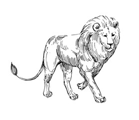 Lion sketch. Hand drawn illustration converted to vector. Isolated on white background.