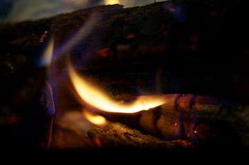 Naklejka premium Close-up of a tree burning in a bonfire