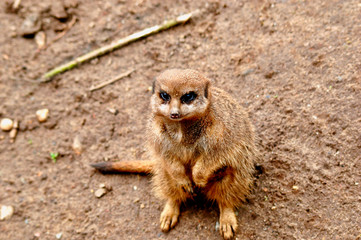 meerkat on guard