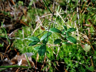 plants in the garden
