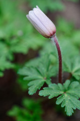 geschlossene Blüte der Sternanemone