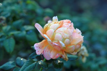 Delicate roses in the morning dew