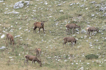 Naklejka na ściany i meble Herd of deer in Apennine mountains (Abruzzo National Park)