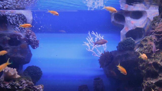 School of small goldfish swimming in large public aquarium tank at oceanarium with blue illumination. Underwater life concept. Coral reef on background