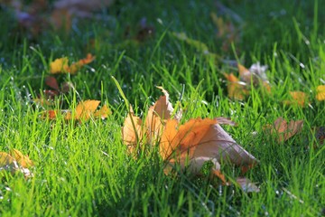 Autumn leaf in the grass with morning dew