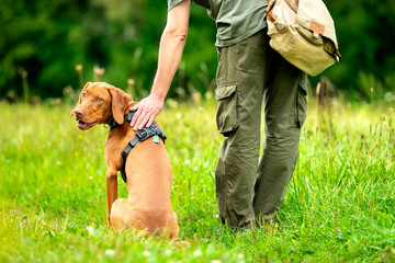 Beautiful Hungarian Vizsla puppy and its owner during obedience training outdoors. Heel command...