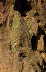 Garza Bruja o Martinete (Nycticorax nycticorax), Ria Deseado, Puerto Deseado, Patagonia, Argentina