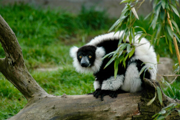 animal