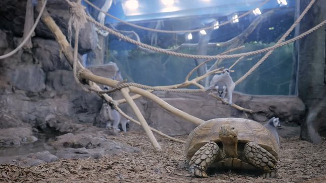 Lazy big turtle and family of lemurs. Exotic animal and wildlife concept