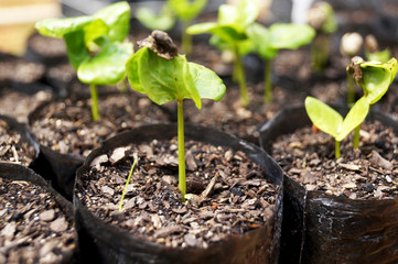 Coffee seed 