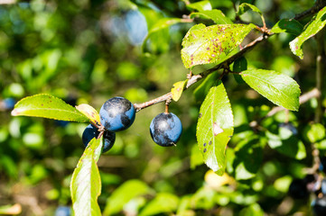 Schwarzdorn - prunus spinosa