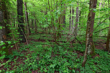 Białowieża-Urwald in Polen - Białowieża Forest in Poland