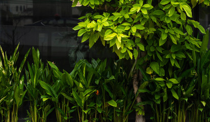 Beautiful nature background of garden with tropical green leaf.