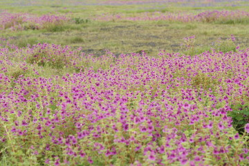 Obraz premium Beautiful flower of the nature