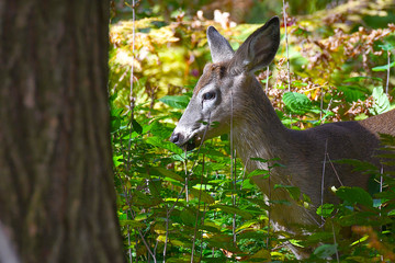 White-tailed Deer in the woods