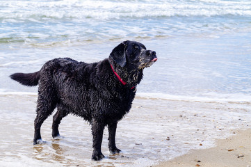 Labrador Retriever am Strand von Blavand