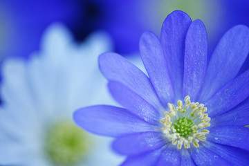 Fototapeta premium Blüte der Sternanemone