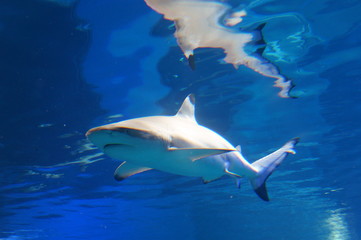 Shark swimming in the water