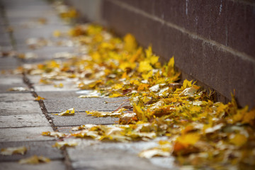 Fallen yellow autumn leaves on the edge of the sidewalk. Urban autumn.