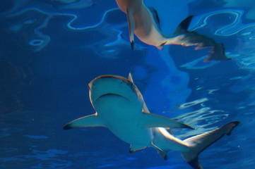 Shark swimming in the water