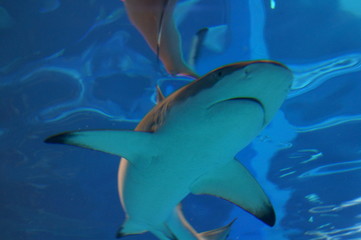 Shark swimming in the water