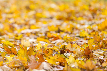 Natural autumn pattern background with dry and yellow mapple foliage. Fall leaves pattern.