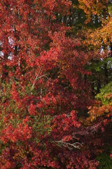 Belles couleurs d'automne