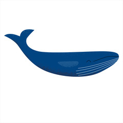 Textured vector illustration of an isolated blue humpback whale.