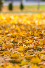 Natural autumn pattern background with dry and yellow mapple foliage. Fall leaves pattern. Vertical.