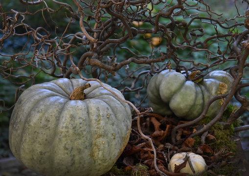 Decoration with pumpkin and twisted branch stock images. Pumpkins in the garden. Beautiful autumn decoration with pumpkins. Halloween pumpkin decoration in the garden. Pumpkins with flowers