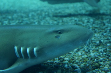 Shark swimming in the water