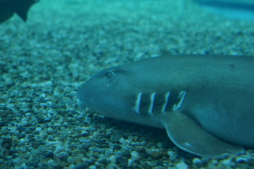 Shark swimming in the water