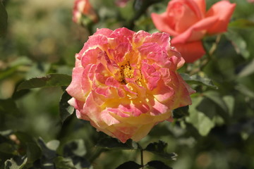 Beautiful flower of the nature