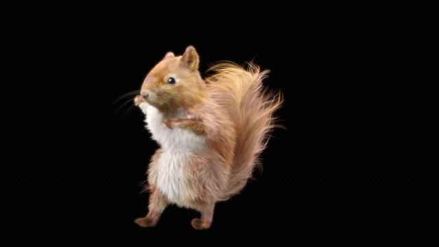 Squirrel, dance, 3d, rendering, animal, realistic, Animation, Loop, dance, composition, 3d mapping ,cartoon , (with Alpha Channel), 4K