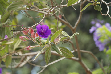 Beautiful flower of the nature