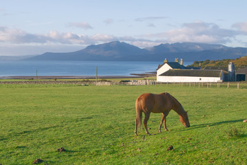 Horse in Bute © Theresa