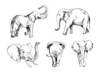 Elephant sketch. Hand drawn illustration converted to vector. Outline isolated on white background