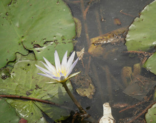 Beautiful flower of the nature