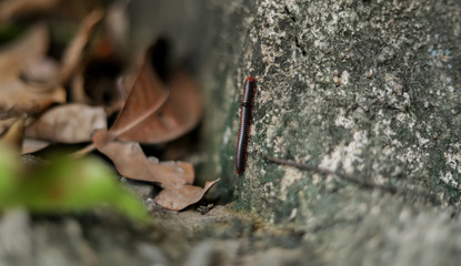 Millipedes are crawling into the wild