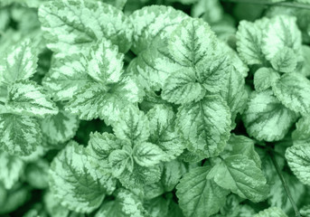 Close up Botany, flower neo mint leaves in the garden